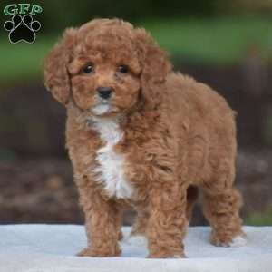 Viola, Cavapoo Puppy